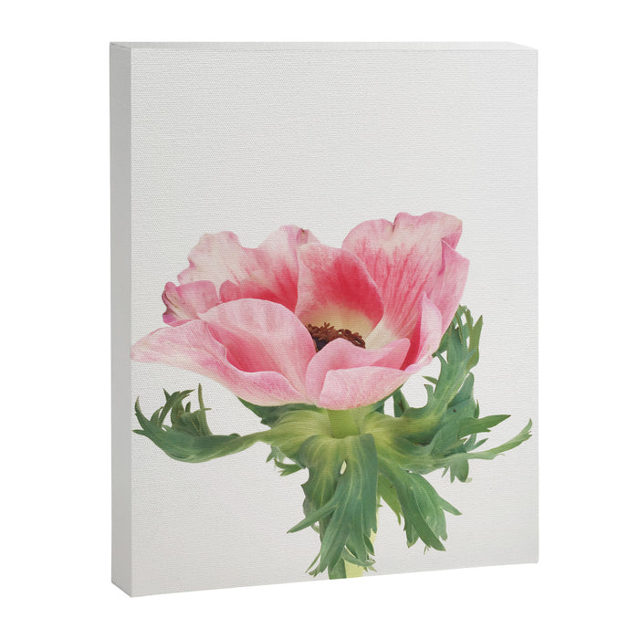 Pink Anemone Canvas Print Gallery Image 1