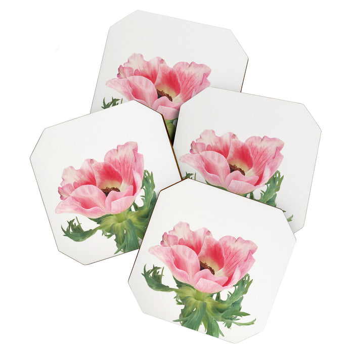 Pink Anemone Coaster Gallery Image 1