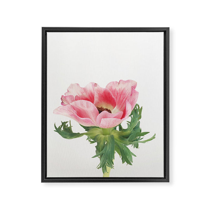Pink Anemone Framed Canvas Print Gallery Image 1
