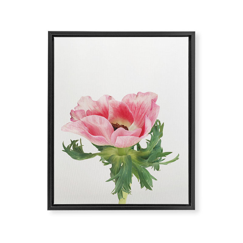 Pink Anemone Framed Canvas Print Gallery Image 6
