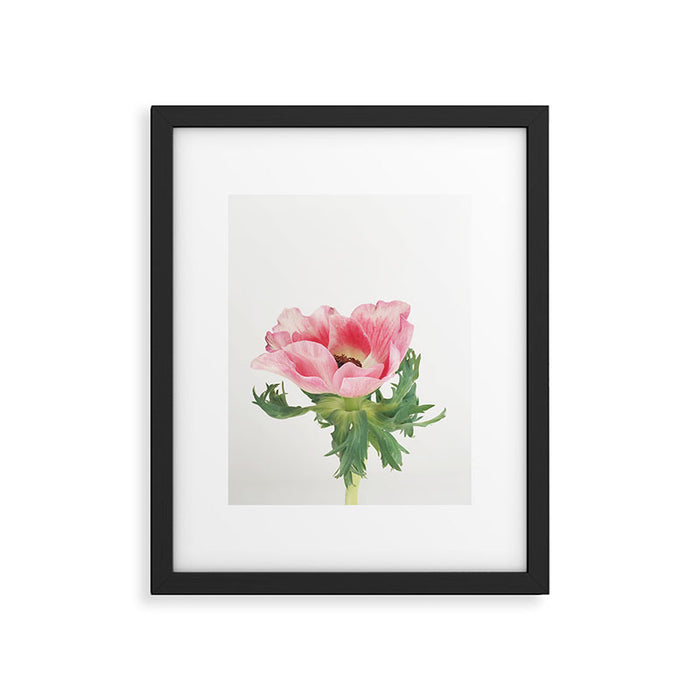 Pink Anemone Framed Art Print Gallery Image 1