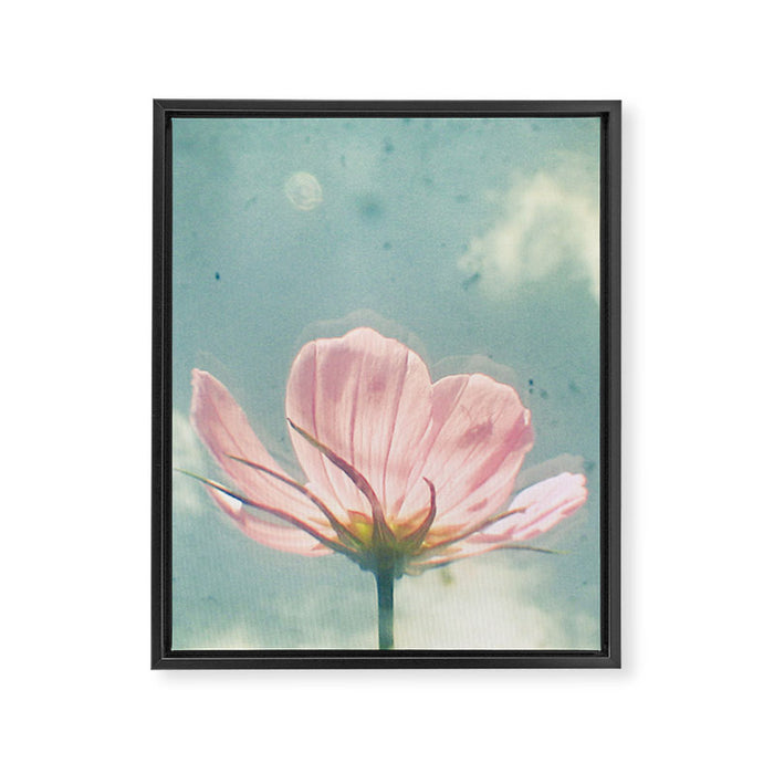 Pink Cosmos Framed Canvas Print Gallery Image 1