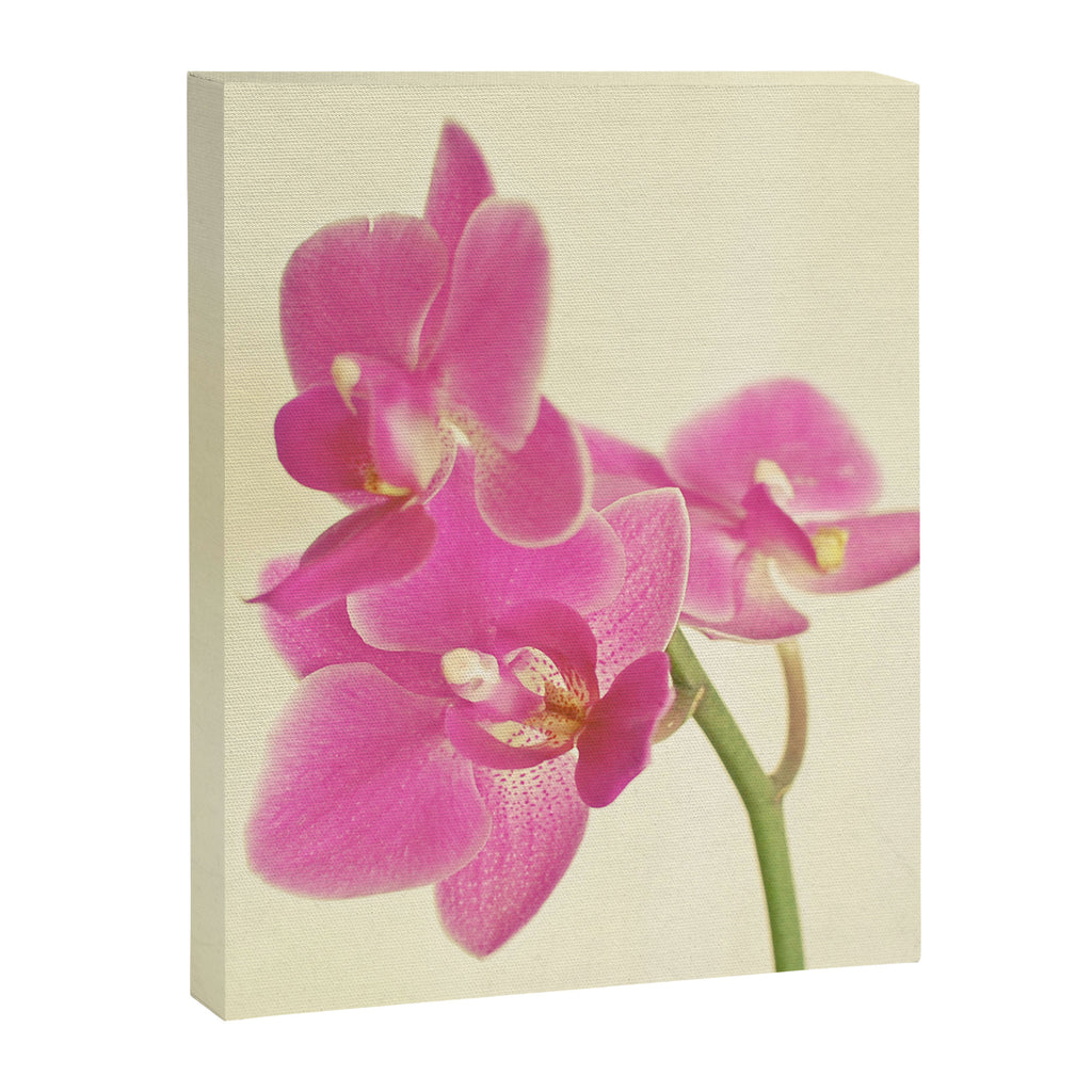 Pink Orchid Canvas Print Gallery Image 8