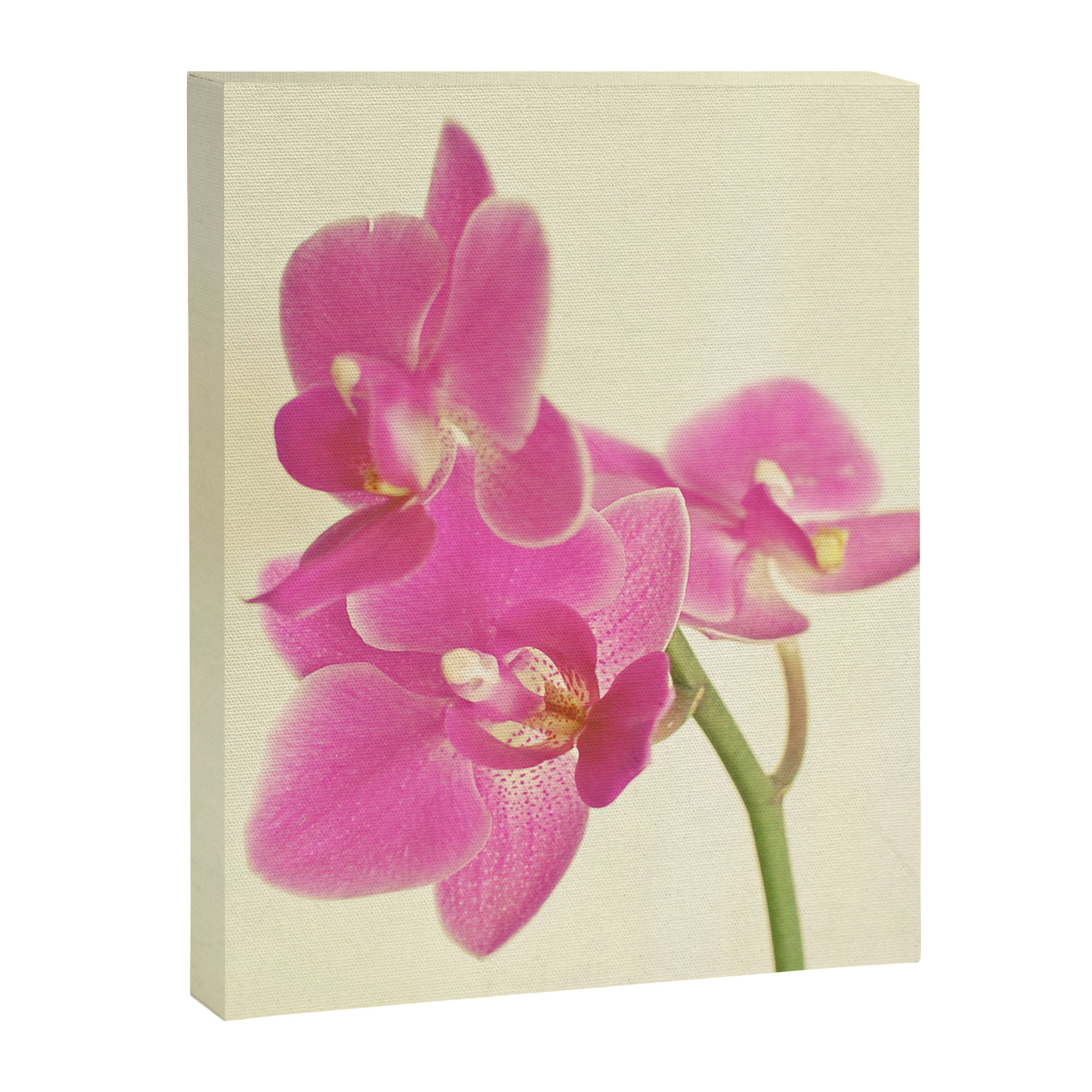 Pink Orchid Canvas Print Gallery Image 8