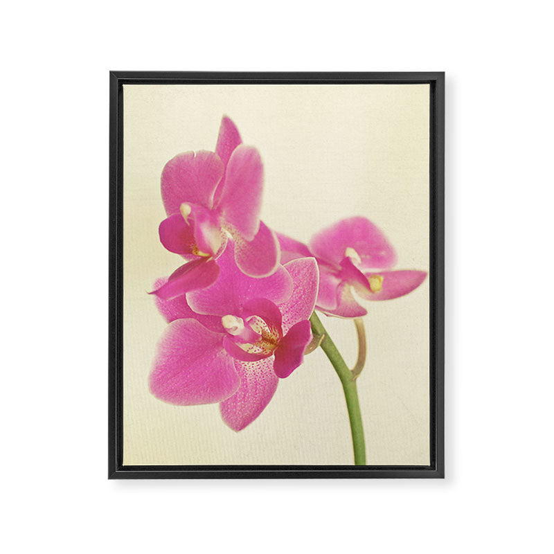 Pink Orchid Framed Canvas Print Gallery Image 8