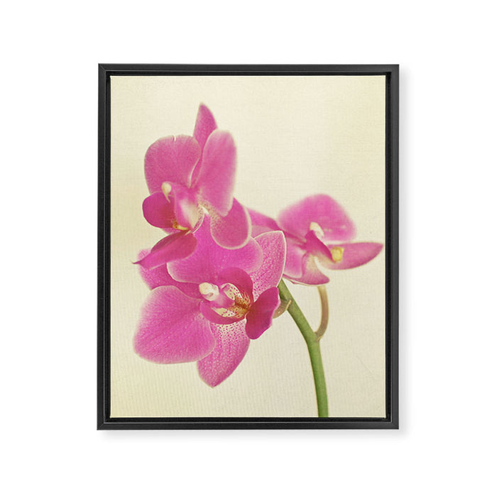 Pink Orchid Framed Canvas Print Gallery Image 1