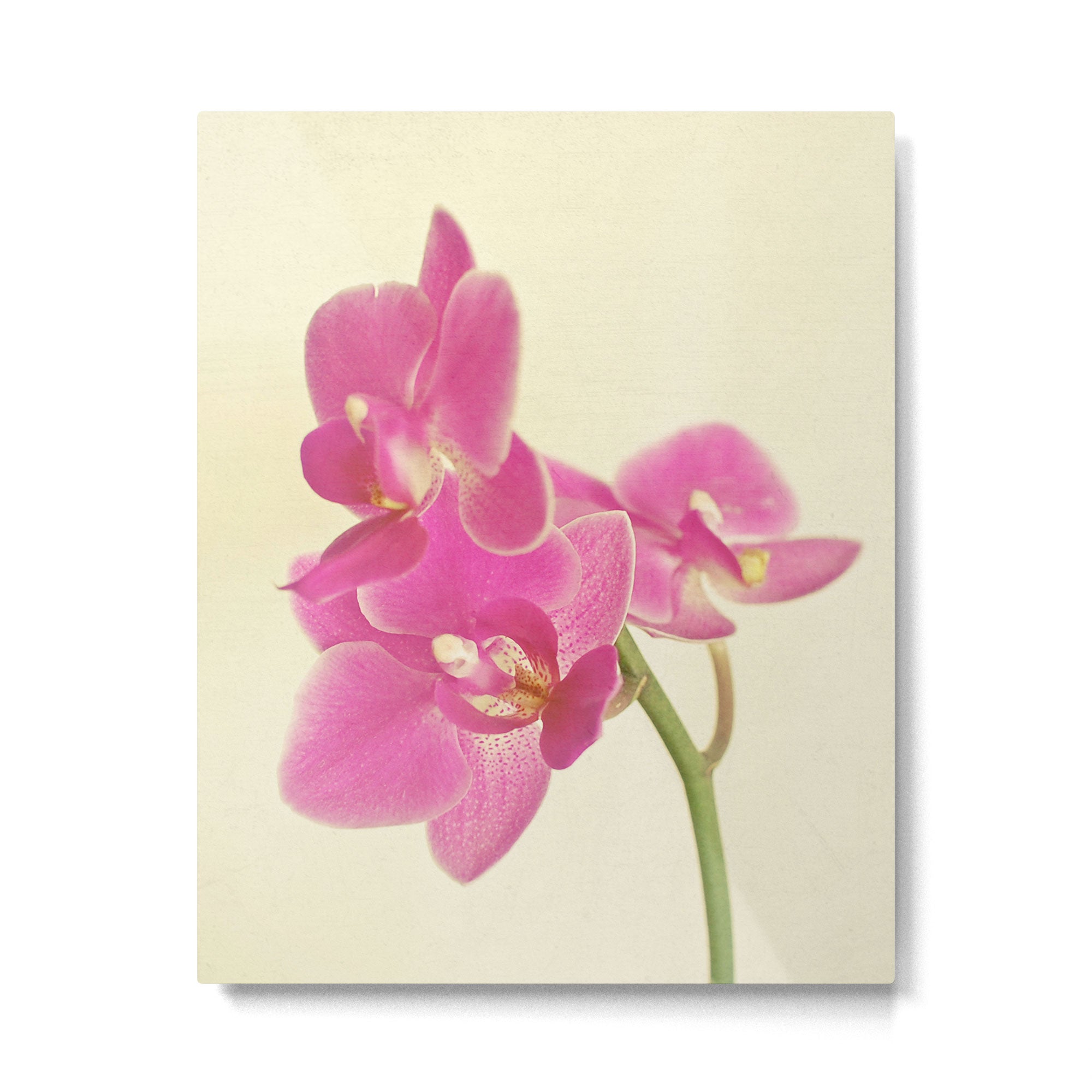 Pink Orchid Metal Print Gallery Image 6