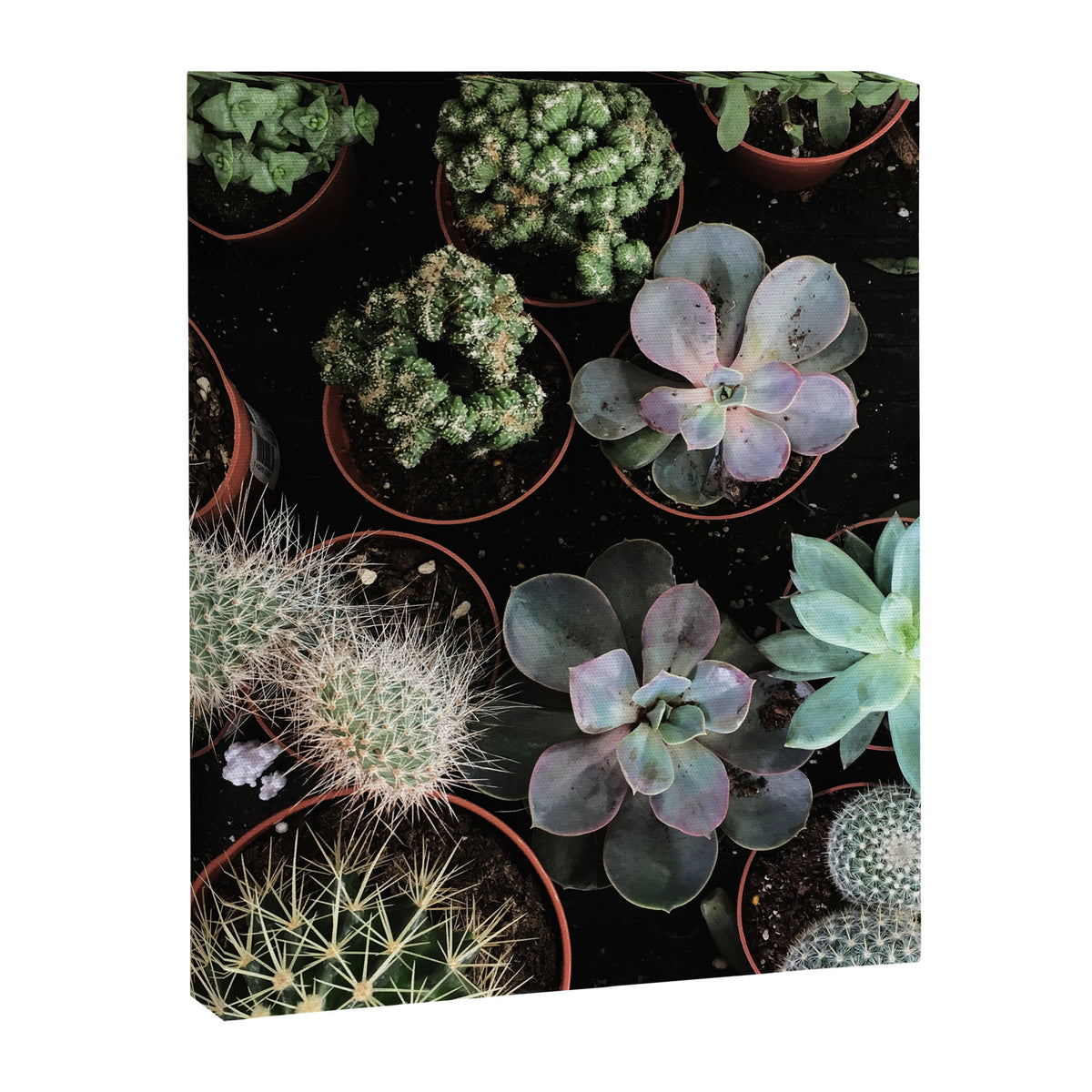 Plant Collection Canvas Print Gallery Image 8