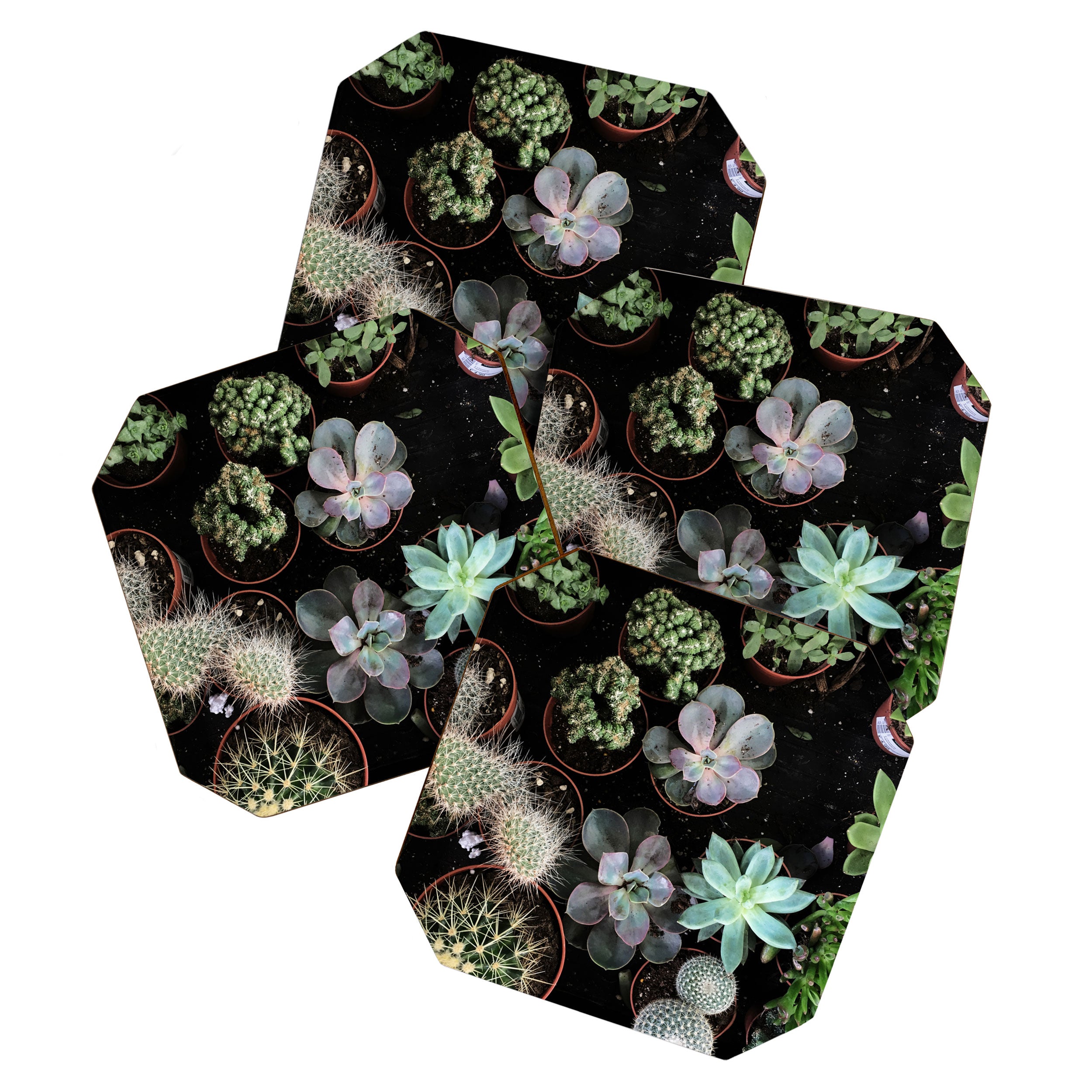 Plant Collection Coaster Gallery Image 1