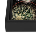 Plant Collection Framed Canvas Print Gallery Image 3