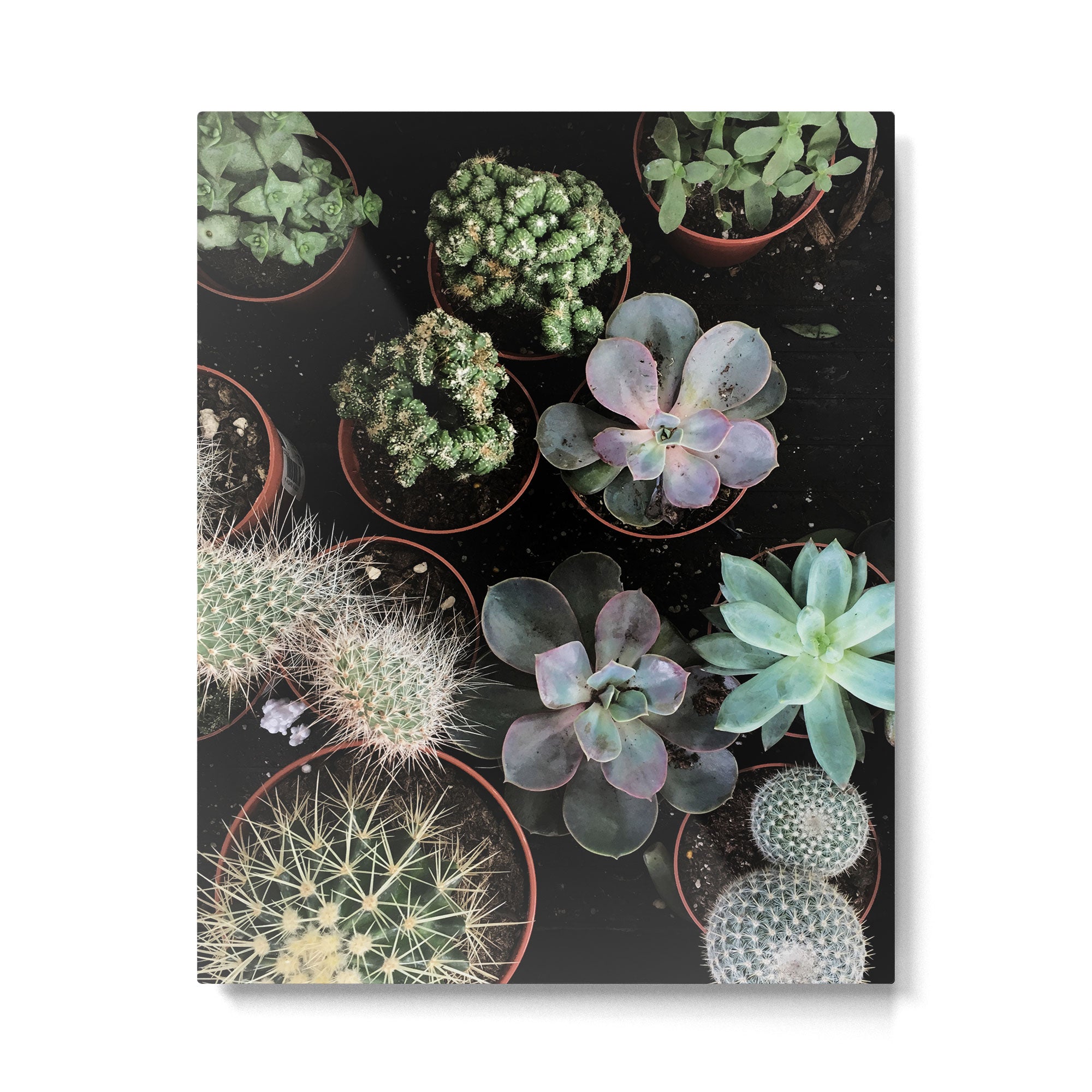 Plant Collection Metal Print Gallery Image 6
