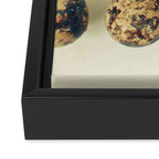 Quail Eggs Framed Canvas Print Gallery Image 3