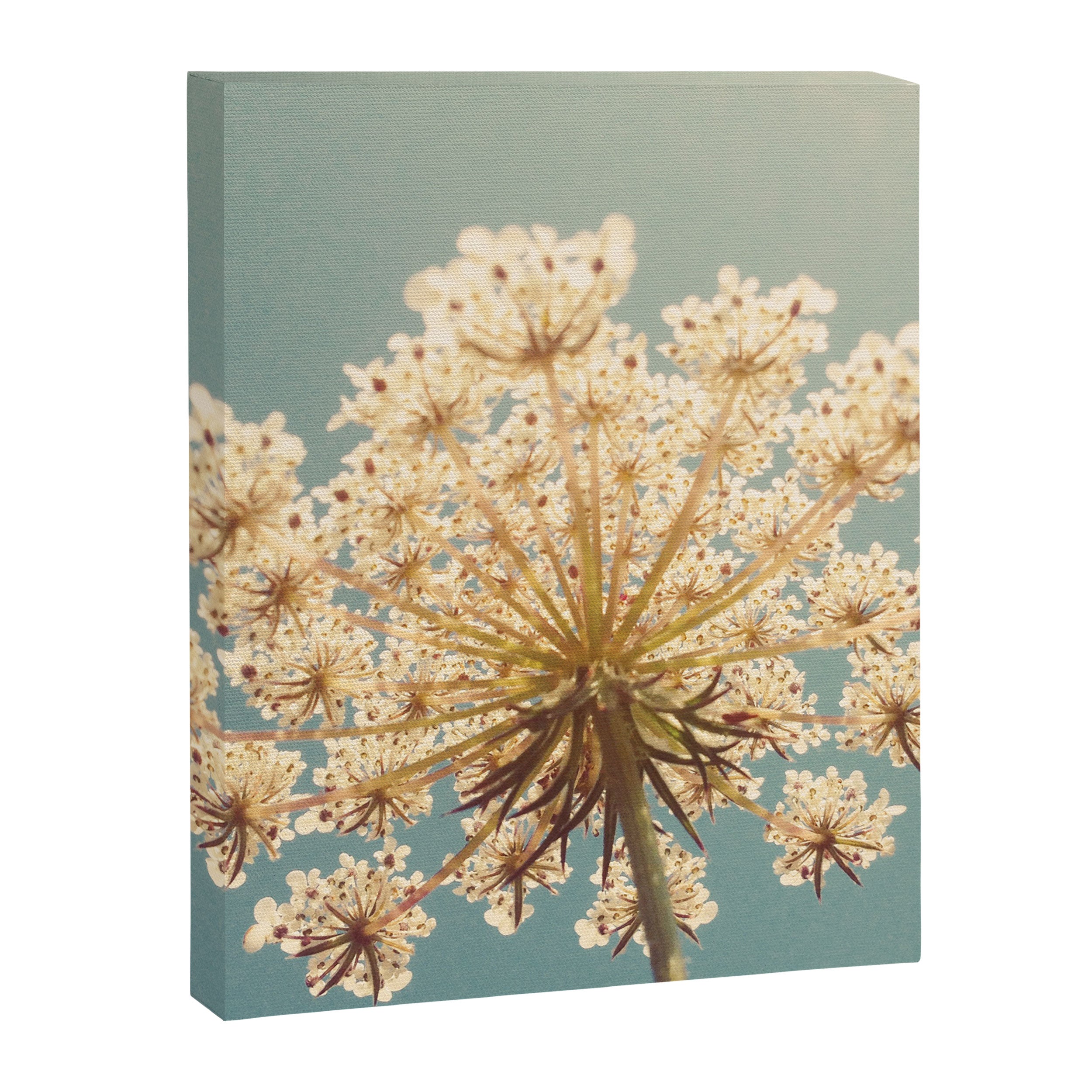 Queen Anne's Lace Canvas Print Gallery Image 8