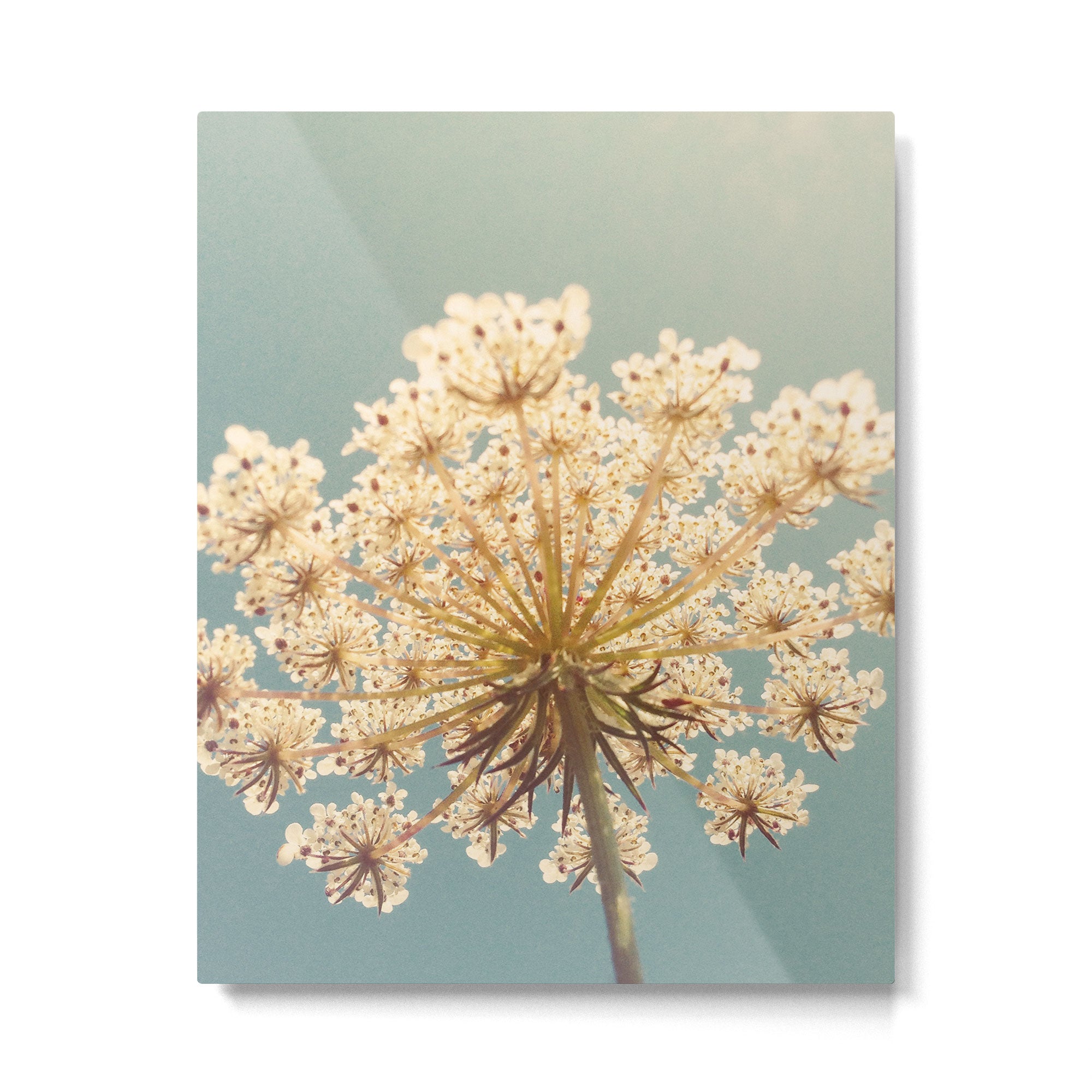 Queen Anne's Lace Metal Print Gallery Image 6