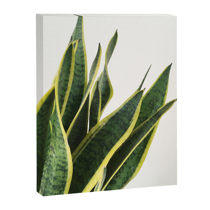 Sansevieria Canvas Print Gallery Image 1
