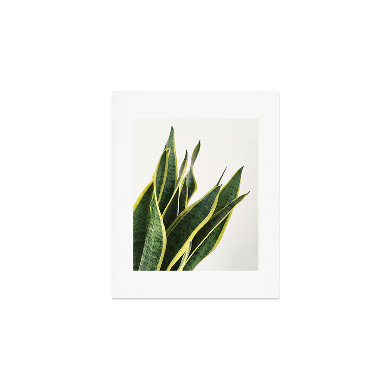 Sansevieria Art Print Gallery Image 1