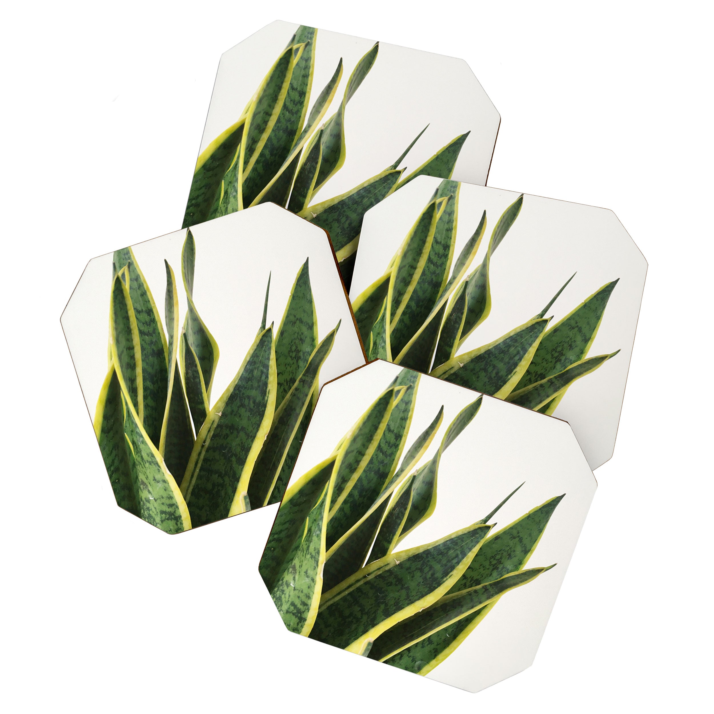 Sansevieria Coaster Gallery Image 1
