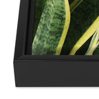 Sansevieria Framed Canvas Print Gallery Image 3