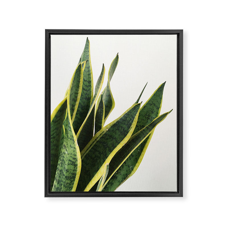 Sansevieria Framed Canvas Print Gallery Image 6