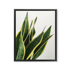 Sansevieria Framed Canvas Print Gallery Image 6
