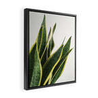 Sansevieria Framed Canvas Print Gallery Image 2