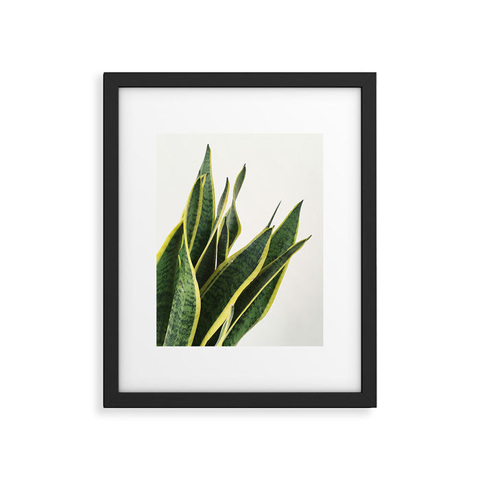 Sansevieria Framed Art Print Gallery Image 1