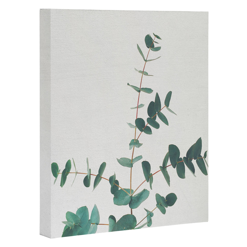 Eucalyptus Canvas Print Gallery Image 3
