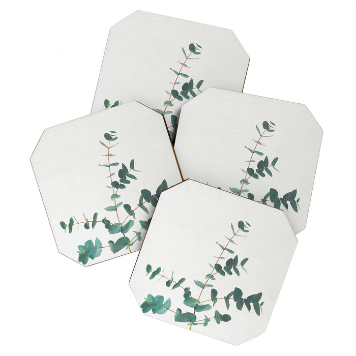 Eucalyptus Coaster Gallery Image 1