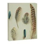 The Feather Collection Canvas Print Gallery Image 8