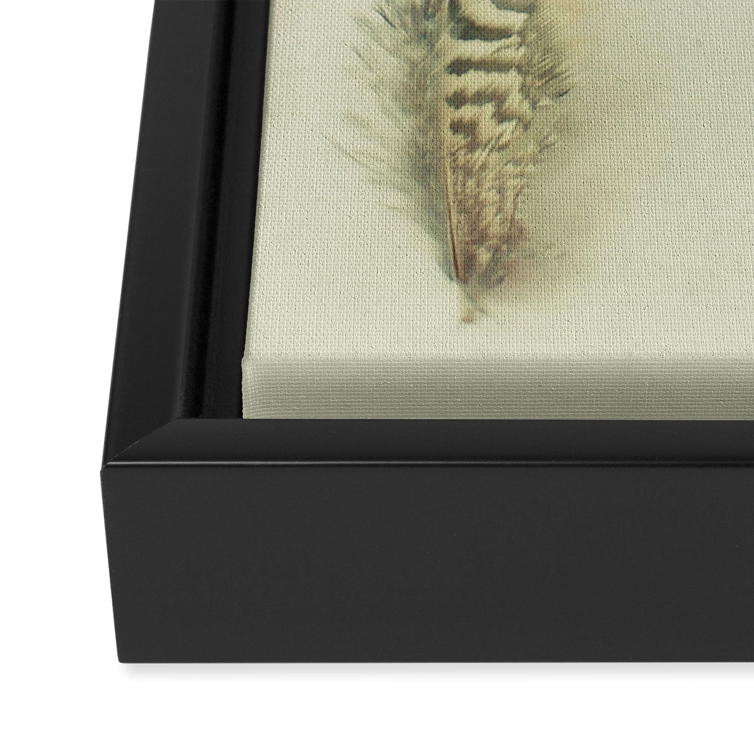 The Feather Collection Framed Canvas Print Gallery Image 3