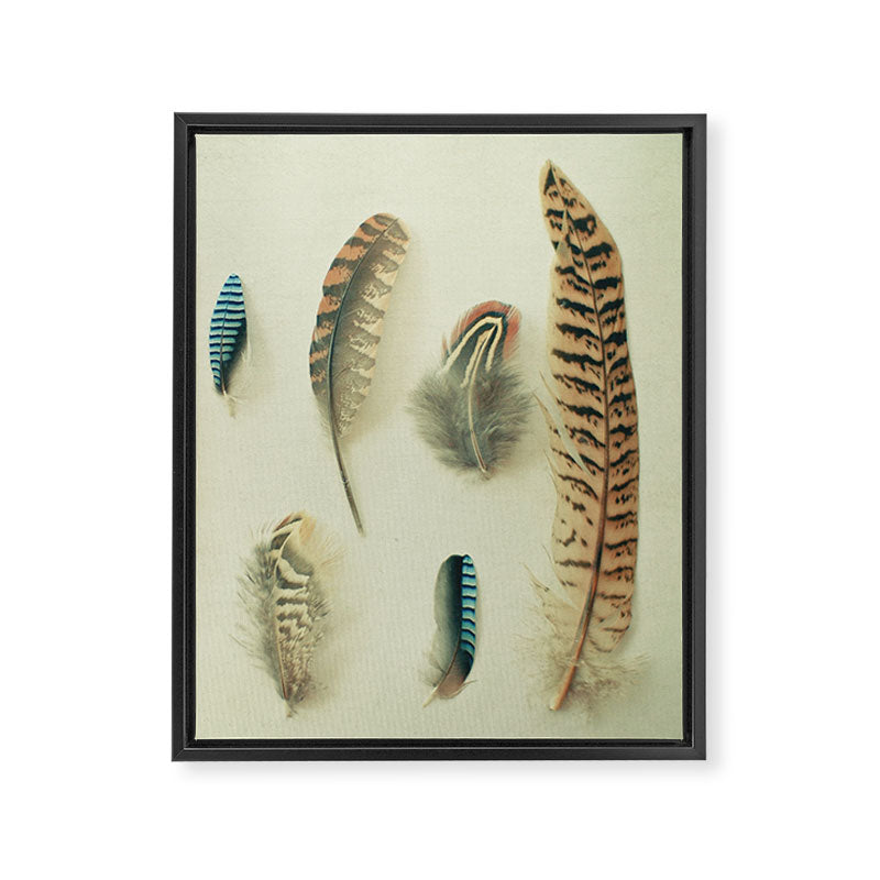 The Feather Collection Framed Canvas Print Gallery Image 8