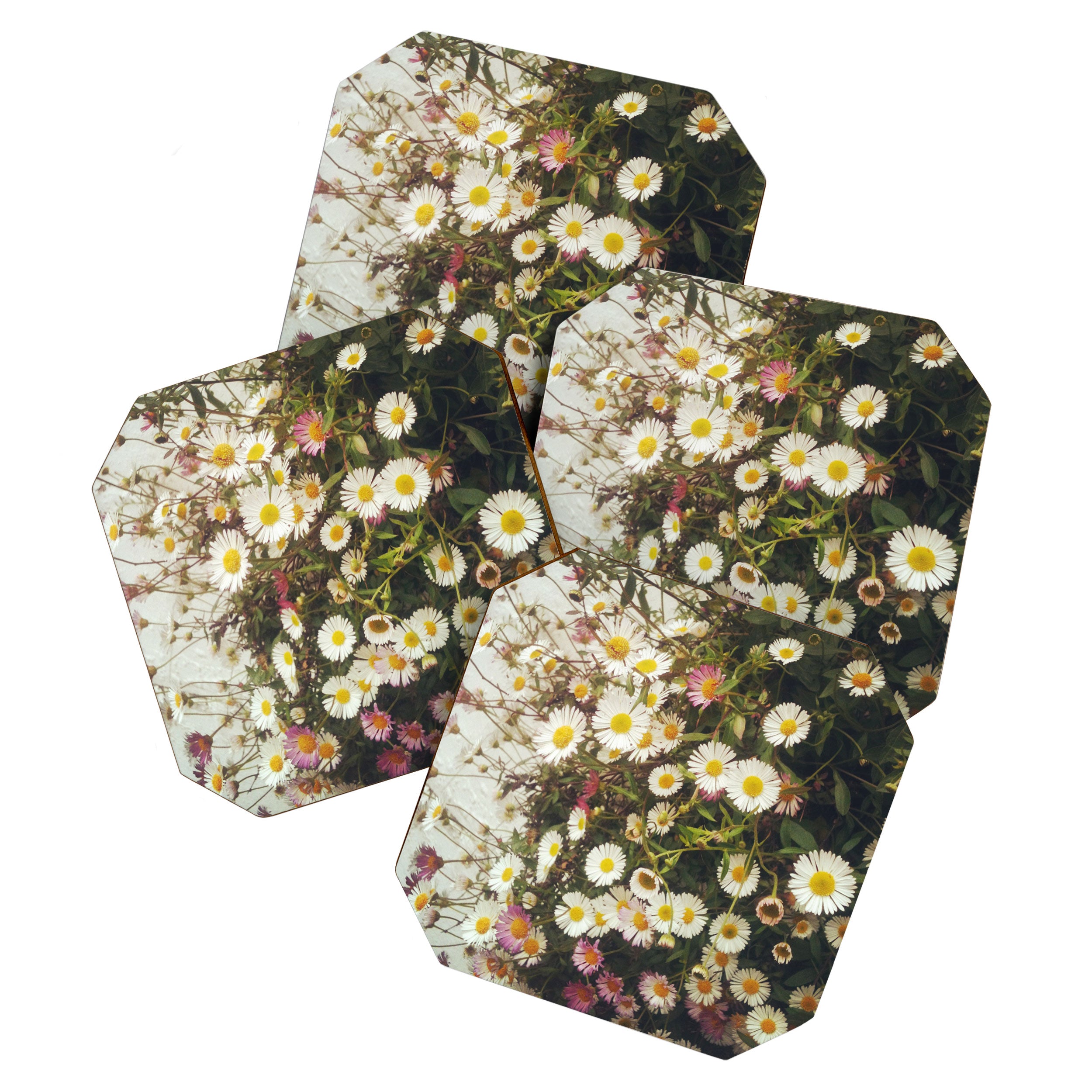 Wall of Daisies Coaster Gallery Image 1