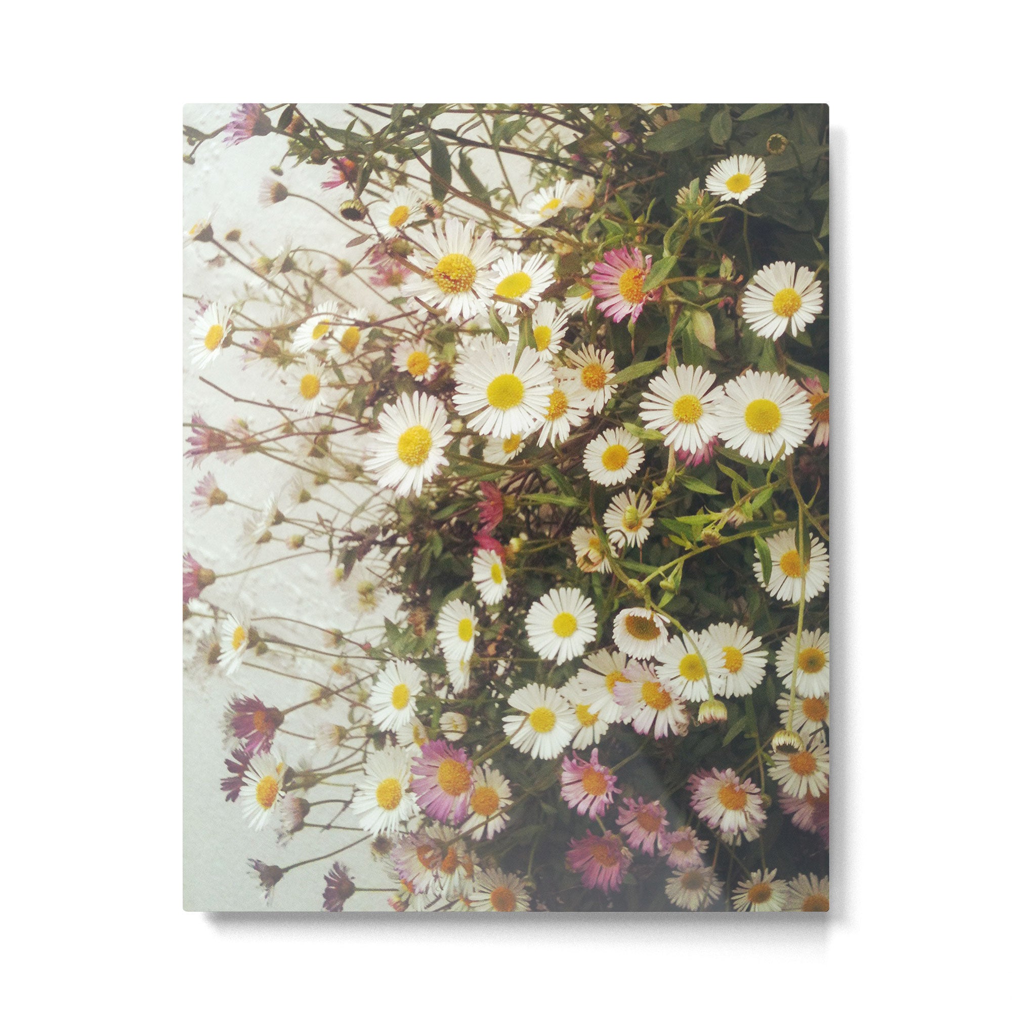 Wall of Daisies Metal Print Gallery Image 6