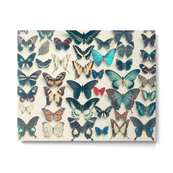 Wings Metal Print Gallery Image 1