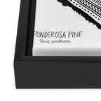 Ponderosa Pine - Black Framed Canvas Print Gallery Image 3