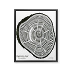 Ponderosa Pine - Black Framed Canvas Print Gallery Image 8