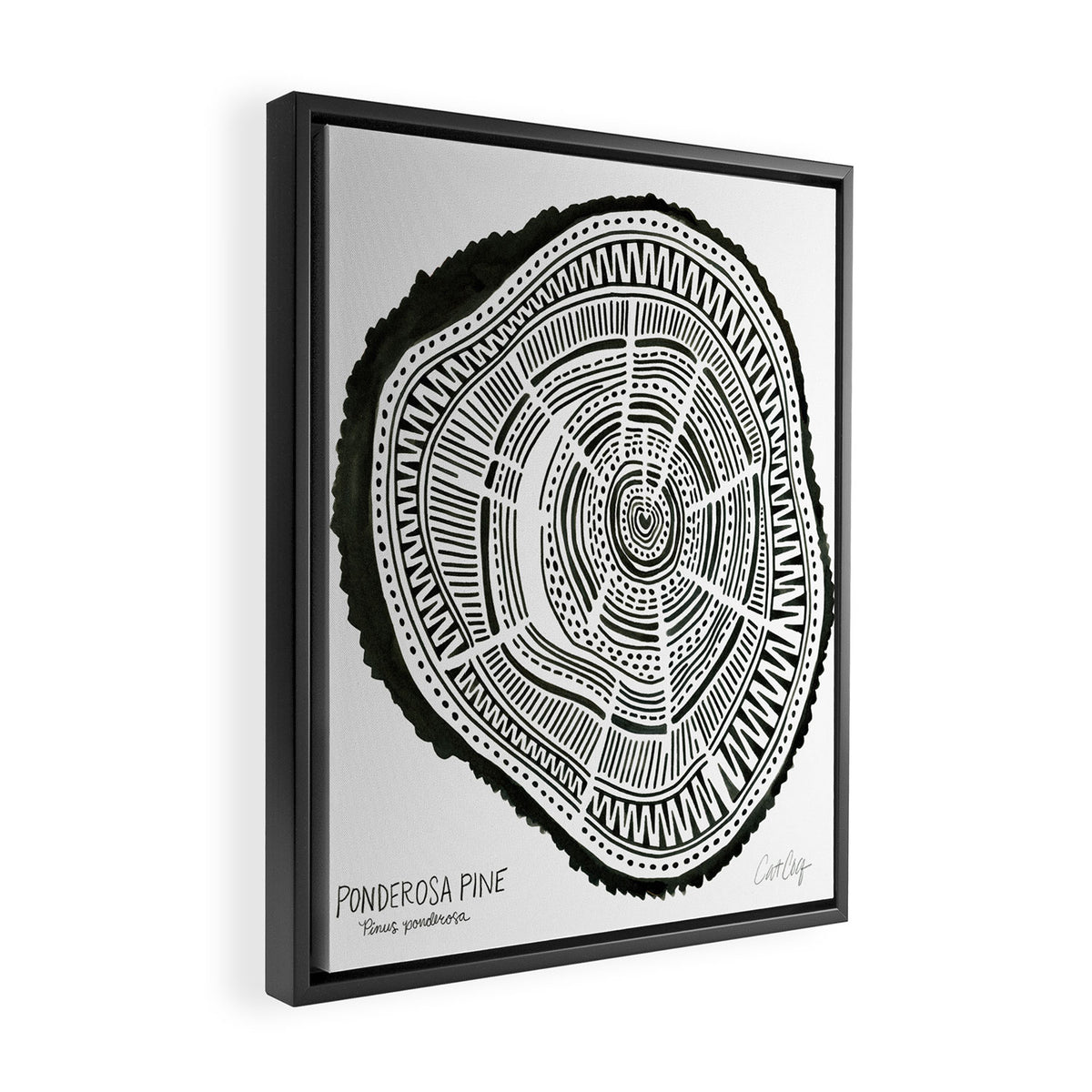 Ponderosa Pine - Black Framed Canvas Print Gallery Image 2