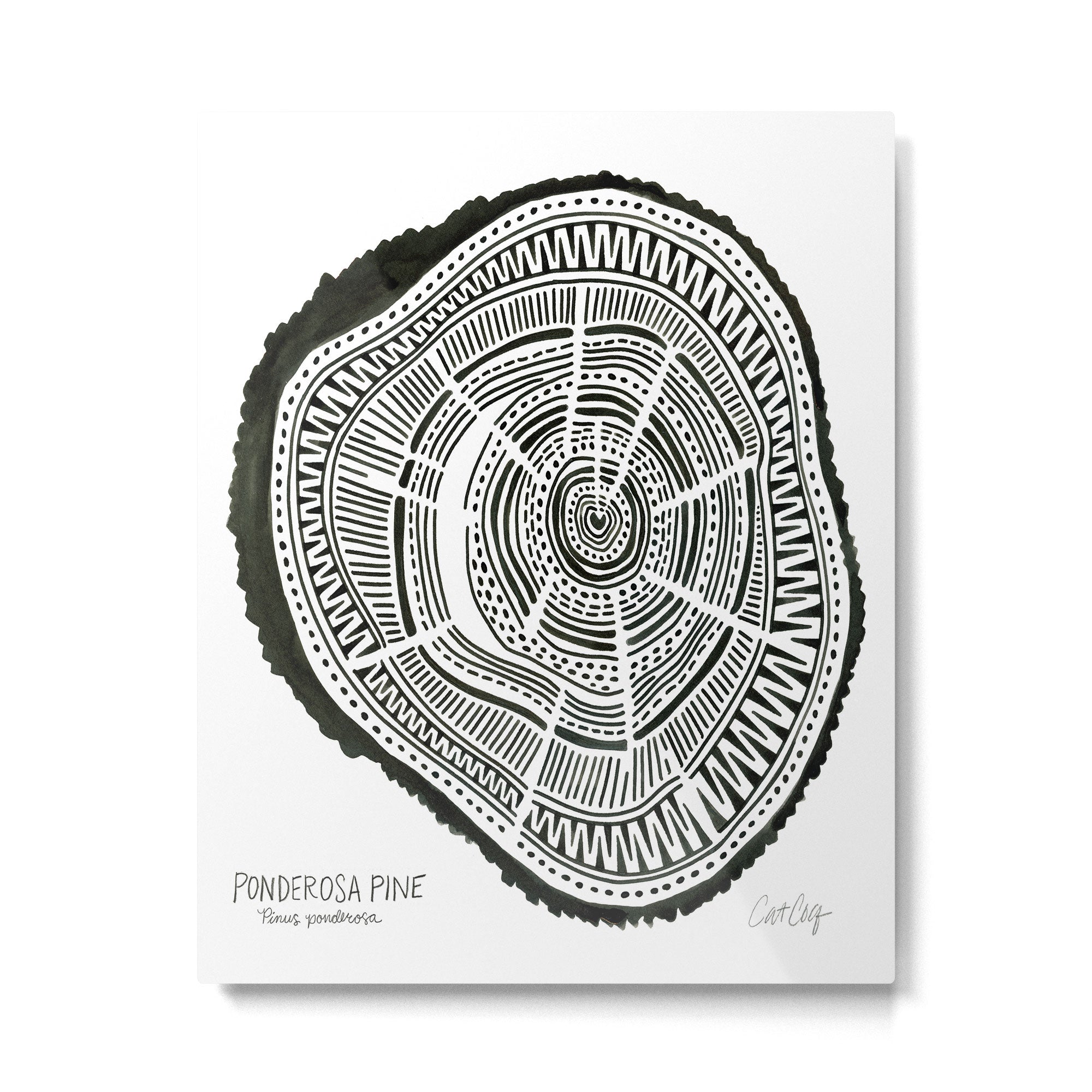 Ponderosa Pine - Black Metal Print Gallery Image 6