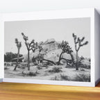 JOSHUA TREE XIV / California Desert Wall Mural Gallery Image 2