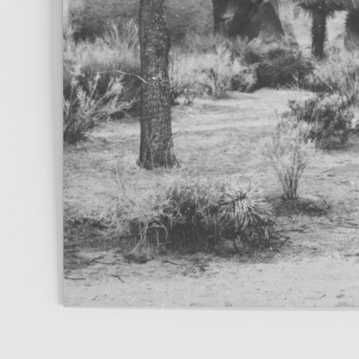 JOSHUA TREE XIV / California Desert Poster Gallery Image 3