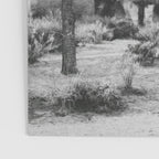 JOSHUA TREE XIV / California Desert Poster Gallery Image 3