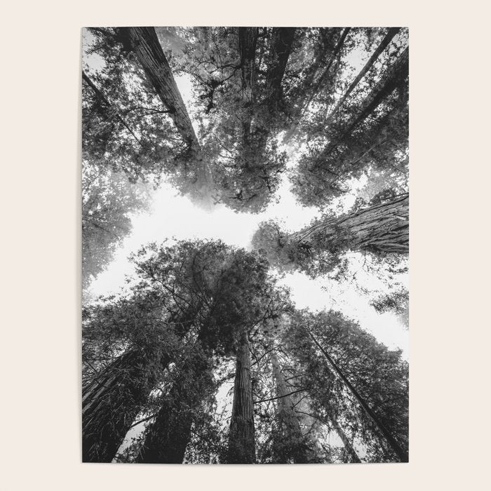 Into the Mist - Black and White Nature Photography Poster Gallery Image 4