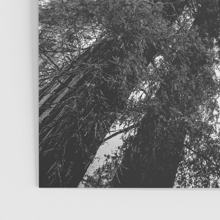 Into the Mist - Black and White Nature Photography Poster Gallery Image 3