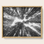 Into the Mist - Black and White Nature Photography Serving Tray Gallery Image 1