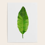 Banana Leaf Poster Gallery Image 4