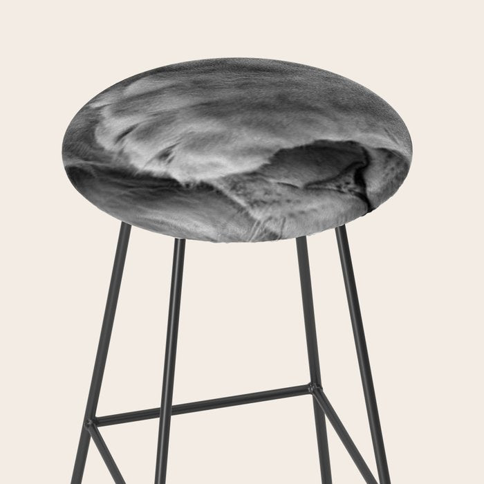 Even Lions Have Bad Days - The Lion Sleeps Tonight black and white photograph  Stool Gallery Image 2