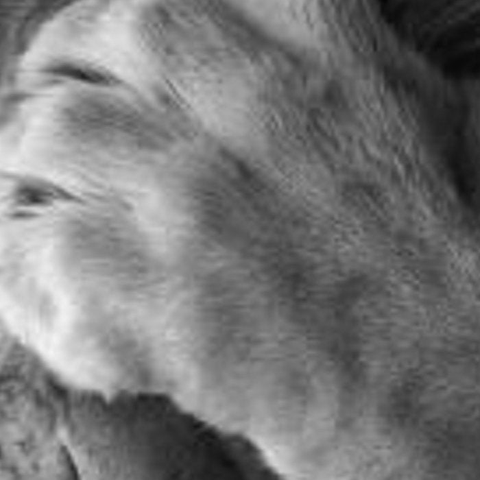 Even Lions Have Bad Days - The Lion Sleeps Tonight black and white photograph  Coffee Mug Gallery Image 2