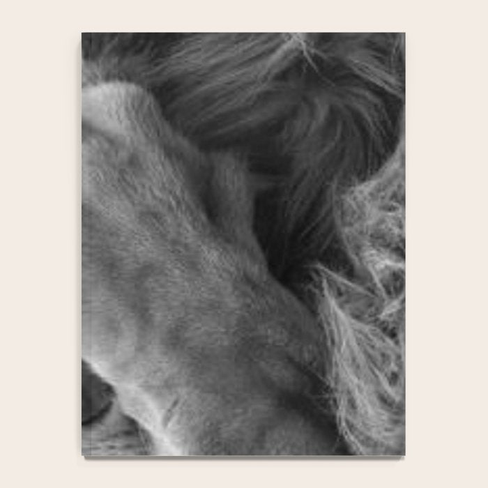 Even Lions Have Bad Days - The Lion Sleeps Tonight black and white photograph  Notebook Gallery Image 4