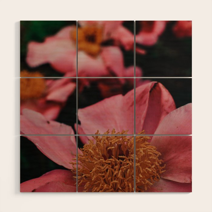 Pink Peony Flower Photographic Study 2 Wood Wall Art Gallery Image 1