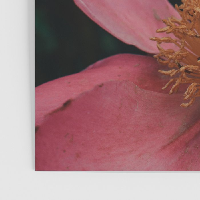 Pink Peony Flower Photographic Study 2 Poster Gallery Image 3